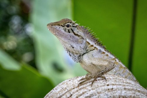 oriental-garden-lizard-4828497_1920 Oriental garden lizard (Calotes vesicolor)