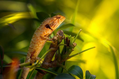 pet-7704713_1920 Oriental garden lizard (Calotes vesicolor)