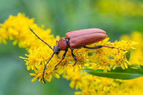 pexels-erik-karits-2093459-27497226 Blackspotted pliers support beetle (Rhagium mordax)