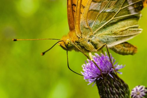 pollination-5540614_1920-1 Common blue (Polyommatus icarus)