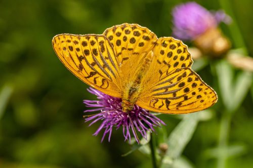 pollination-5542392_1920-1 Common blue (Polyommatus icarus)
