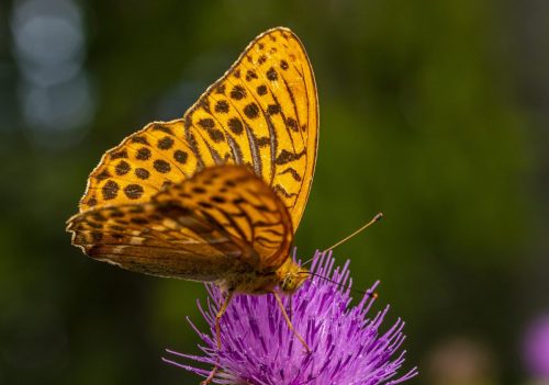 pollination-5542393_1920-1 Common blue (Polyommatus icarus)