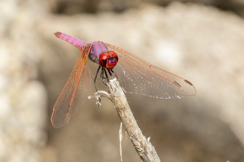 purple-blushed-darter-4854473_1920 Violet Dropwing (Trithemis annulata)