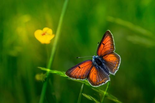 purple-edged-copper-6359761_1920 Purple-edged copper (Lycaena hippothoe)