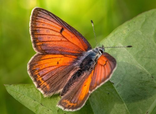 purple-edged-copper-6359762_1920 Purple-edged copper (Lycaena hippothoe)