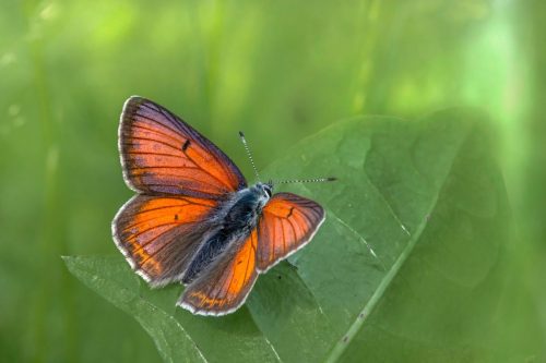 purple-edged-copper-6516001_1920 Purple-edged copper (Lycaena hippothoe)