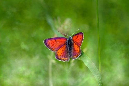 purple-edged-copper-7851501_1920 Purple-edged copper (Lycaena hippothoe)