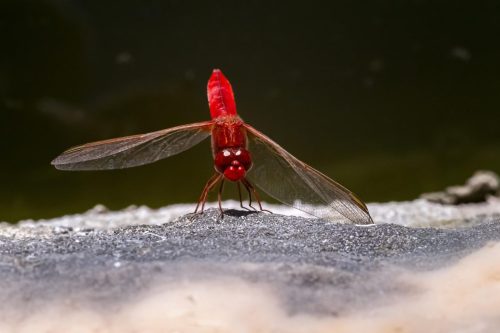 red-veined-darter-4992847_1920-1 Violet Dropwing (Trithemis annulata)
