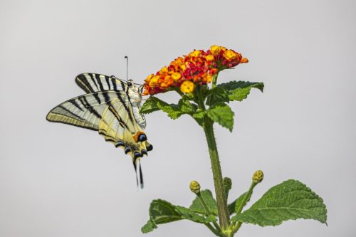 scarce-swallowtail-4852821_1920 Purple-edged copper (Lycaena hippothoe)