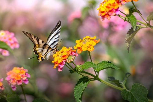 scarce-swallowtail-7698470_1920 Purple-edged copper (Lycaena hippothoe)