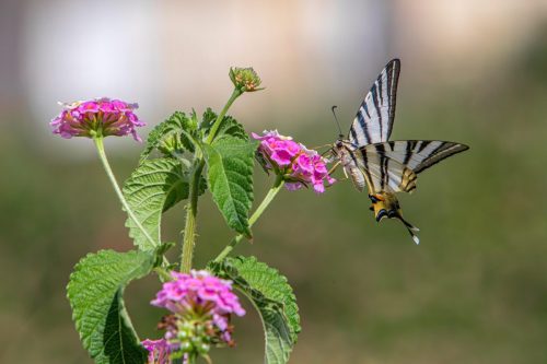 scarce-swallowtail-9128953_1920 Common blue (Polyommatus icarus)