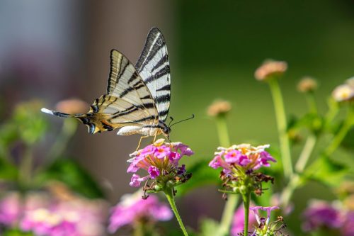 scarce-swallowtail-9128956_1920 Common blue (Polyommatus icarus)