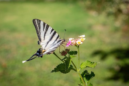 scarce-swallowtail-9237555_1920 Common blue (Polyommatus icarus)