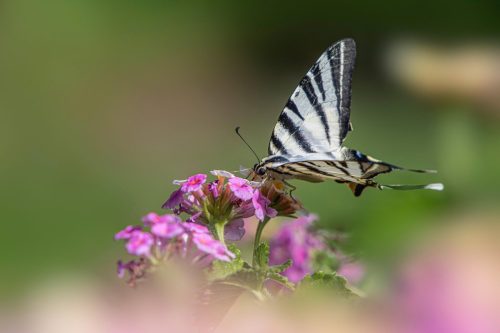 scarce-swallowtail-9237556_1920 Common blue (Polyommatus icarus)