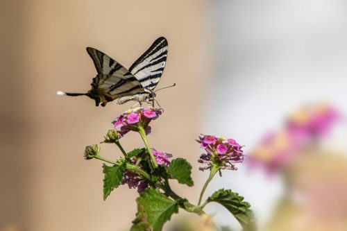 scarce-swallowtail-9237557_1920 Common blue (Polyommatus icarus)