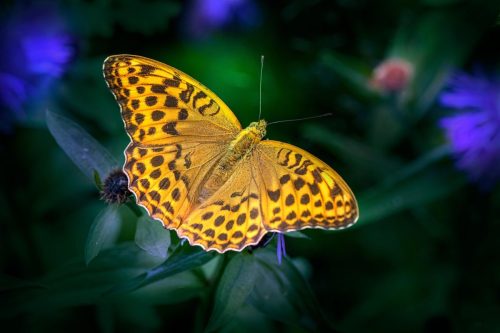silver-washed-fritillary-6836999_1920 Common blue (Polyommatus icarus)