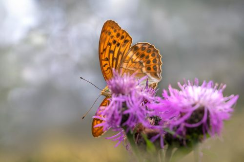 silver-washed-fritillary-6837000_1920 Common blue (Polyommatus icarus)