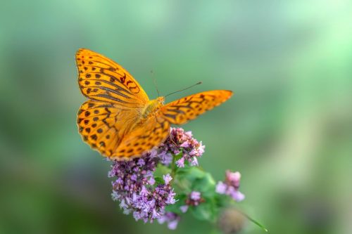 silver-washed-fritillary-6967518_1920 Common blue (Polyommatus icarus)