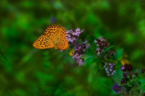 silver-washed-fritillary-6967519_1920 Common blue (Polyommatus icarus)