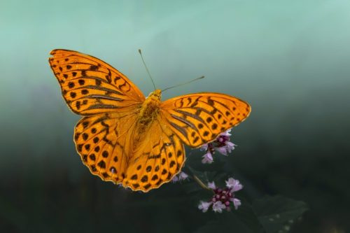 silver-washed-fritillary-6967521_1920 Common blue (Polyommatus icarus)