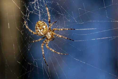 spider-5477023_1920 European garden spider (Araneus diadematus)