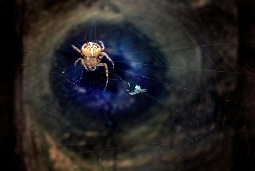 spider-6619546_1920 European garden spider (Araneus diadematus)