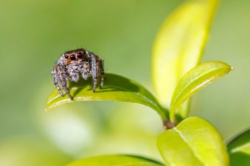 spider-7208167_1920 European garden spider (Araneus diadematus)