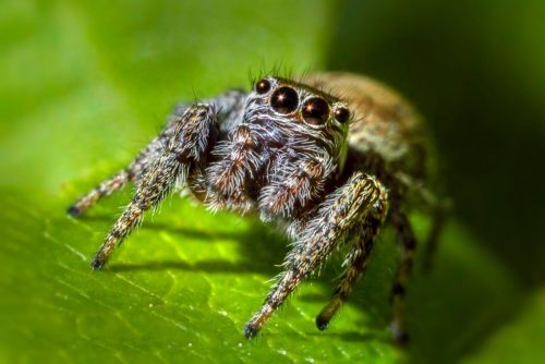 spider-7744747_1920 European garden spider (Araneus diadematus)