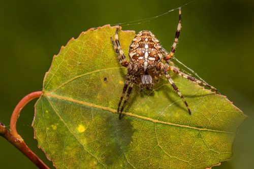 spider-7747420_1920 European garden spider (Araneus diadematus)