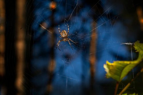 spider-7747421_1920 European garden spider (Araneus diadematus)