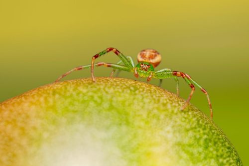 spider-8457644_1920 European garden spider (Araneus diadematus)