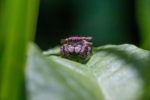 spider-8836336_1920 European garden spider (Araneus diadematus)