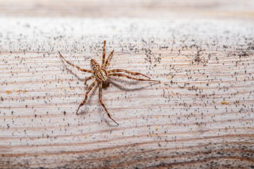 spider-9306761_1920 European garden spider (Araneus diadematus)