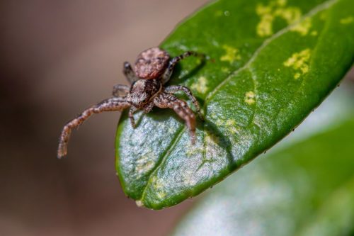 spider-9546006_1920 European garden spider (Araneus diadematus)
