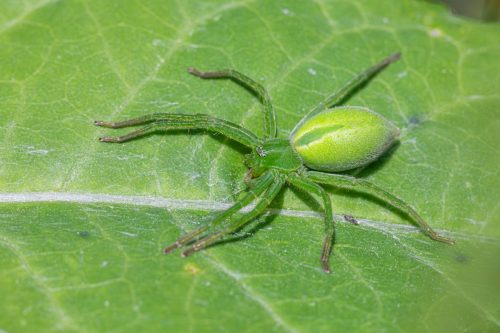 spider-9634244_1920 European garden spider (Araneus diadematus)