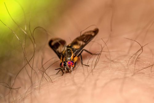 splayed-deer-fly-6402438_1920 Common Mayfly (Ephemera vulgata)