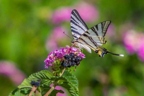 swallowtail-9144846_1920 Common blue (Polyommatus icarus)