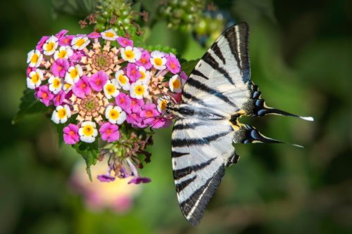 swallowtail-9144847_1920 Common blue (Polyommatus icarus)