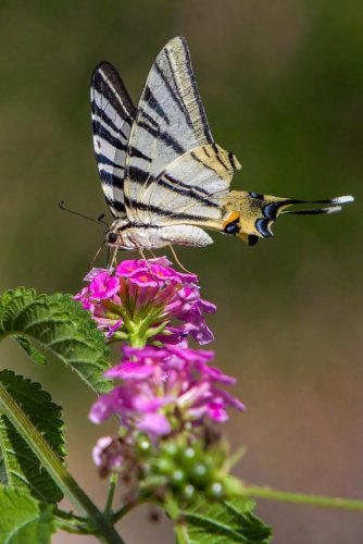 swallowtail-9144849_1920 Common blue (Polyommatus icarus)