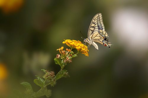 swallowtail-butterfly-8430851_1920 Purple-edged copper (Lycaena hippothoe)