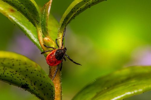tick-7644669_1920 Castor bean tick (Ixodes ricinus)