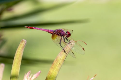 violet-dropwing-4800699_1920 Violet Dropwing (Trithemis annulata)