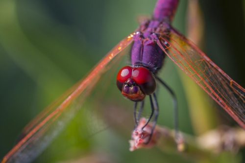 violet-dropwing-4800723_1920 Violet Dropwing (Trithemis annulata)