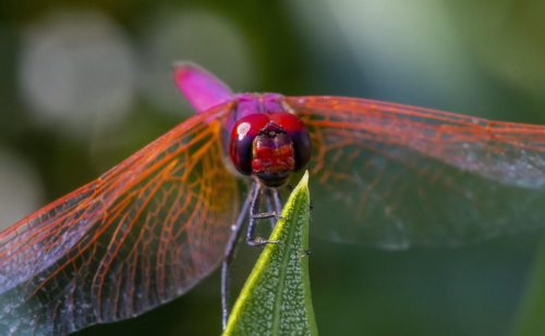 violet-dropwing-4800724_1920 Violet Dropwing (Trithemis annulata)