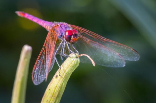 violet-dropwing-4800725_1920 Violet Dropwing (Trithemis annulata)