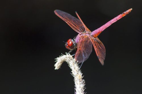 violet-dropwing-4811281_1920 Violet Dropwing (Trithemis annulata)