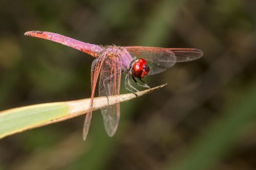 violet-dropwing-4819567_1920 Violet Dropwing (Trithemis annulata)