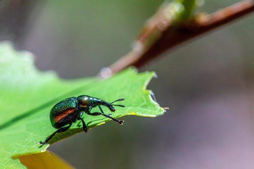 weevils-8773623_1920 Blackspotted pliers support beetle (Rhagium mordax)