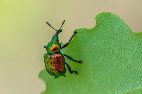 weevils-8773626_1920 Blackspotted pliers support beetle (Rhagium mordax)