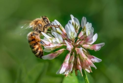 western-honey-bee-6398785_1920 Western honey bee (Apis mellifera)